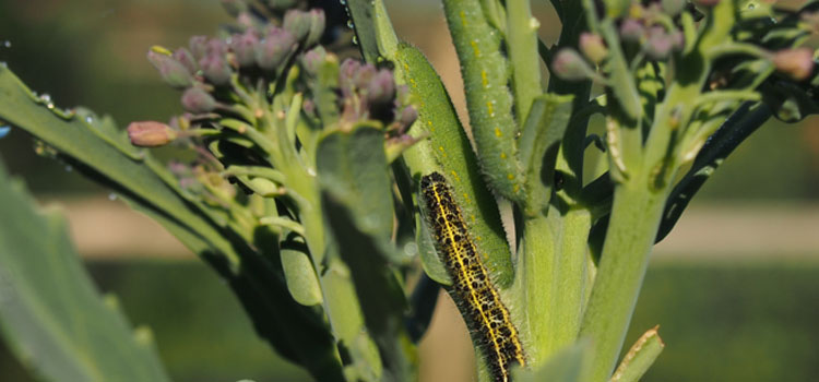 Cabbage White Butterfly - Image 7