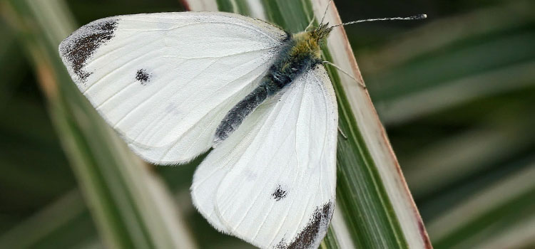 Cabbage White Butterfly - Image 5
