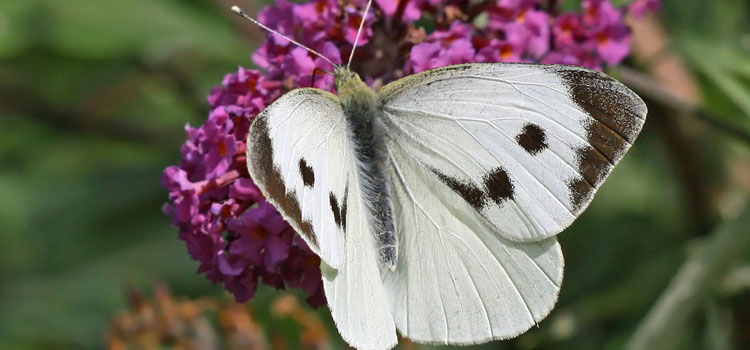 Cabbage White Butterfly - Image 6