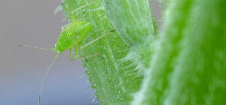 Capsid Bug - Image 1