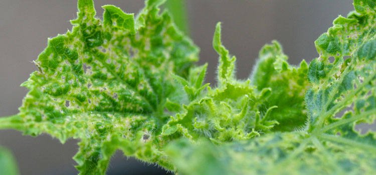 Capsid Bug - Image 2