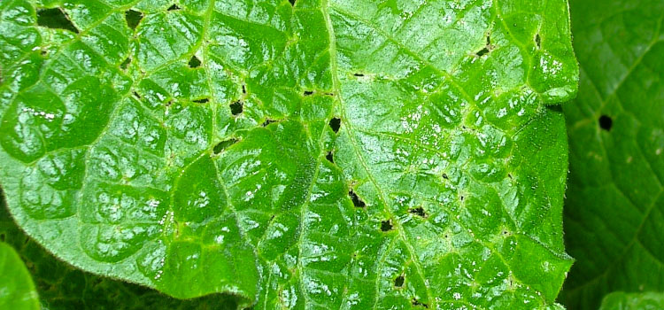 Capsid Bug - Image 5