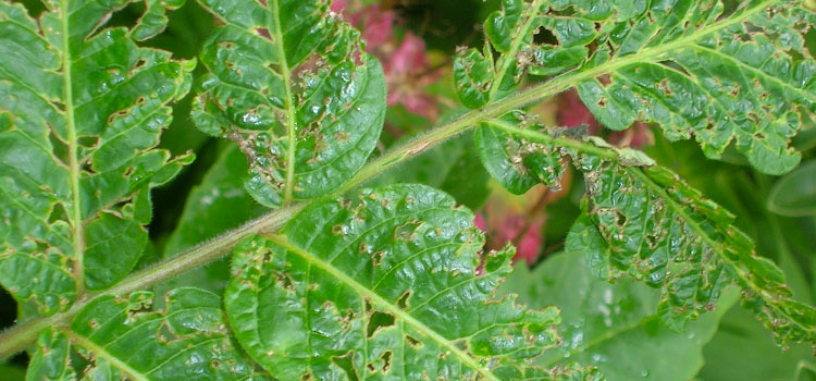 Capsid Bug - Image 4