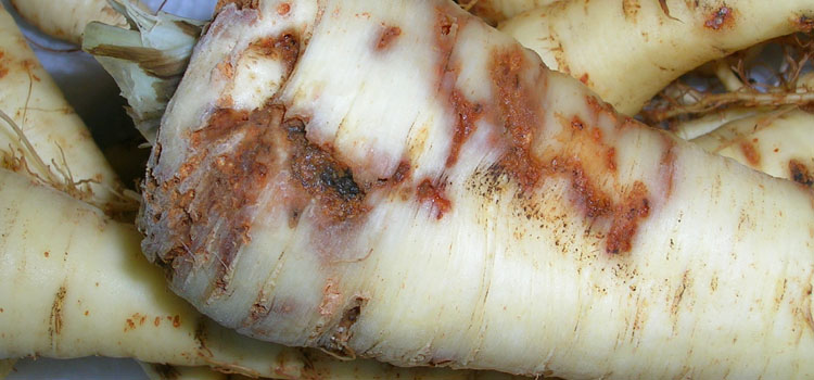 Carrot Root Fly - Image 4