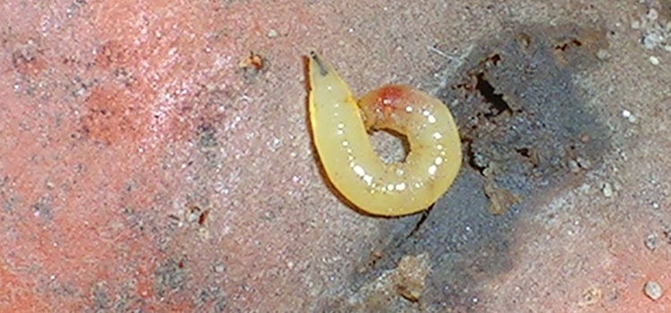 Carrot Root Fly - Image 3