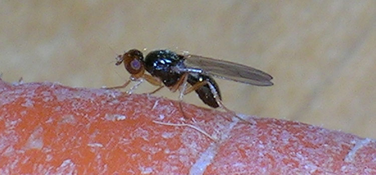 Carrot Root Fly - Image 6