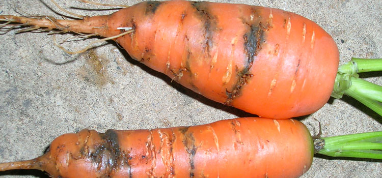 Carrot Root Fly - Image 1