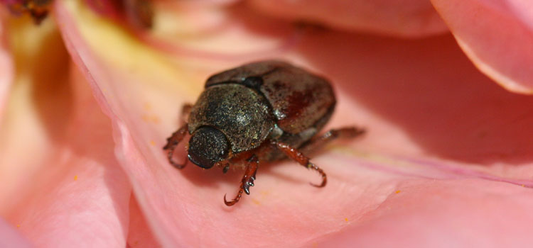 Chafer (Garden) - Image 3
