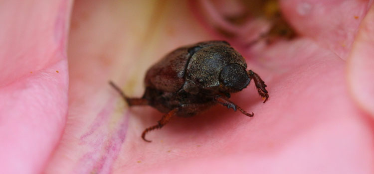 Chafer (Garden) - Image 2