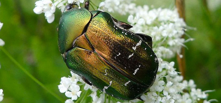 Chafer (Rose) - Image 2