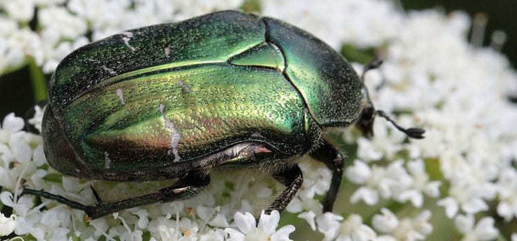 Chafer (Rose) - Image 1