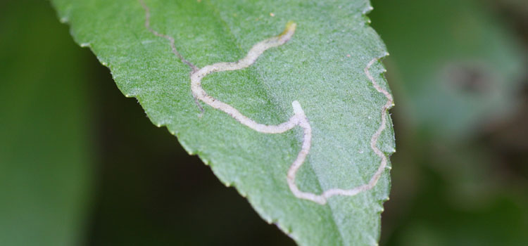 Chrysanthemum Leaf Miner - Image 1