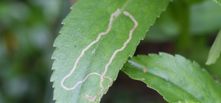 Chrysanthemum Leaf Miner - Image 2