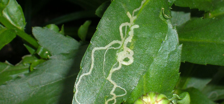 Chrysanthemum Leaf Miner - Image 3