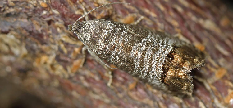 Codling Moth - Image 2