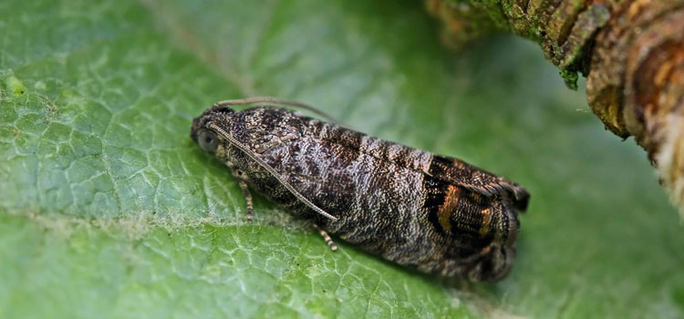 Codling Moth - Image 4