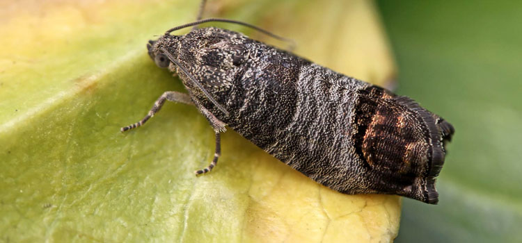 Codling Moth - Image 5