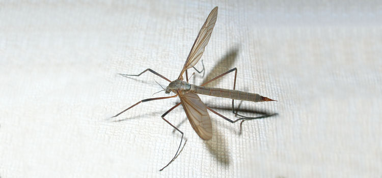 Crane Fly - Image 5