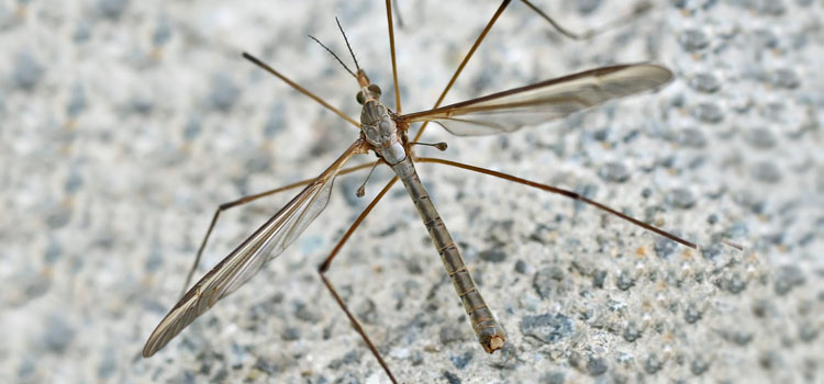 Crane Fly - Image 1
