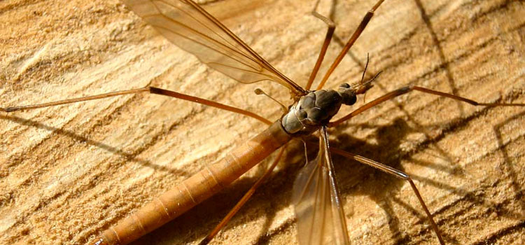 Crane Fly - Image 6