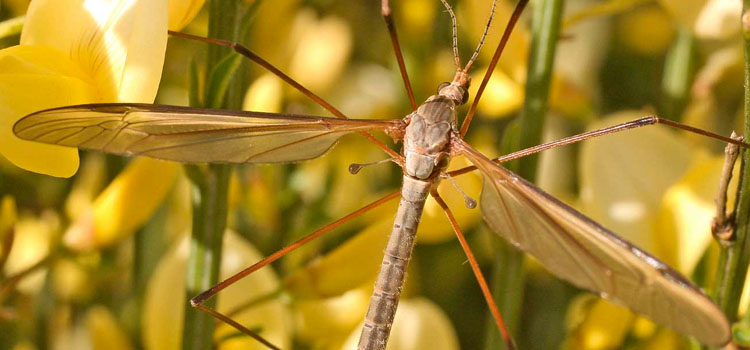 Crane Fly - Image 3
