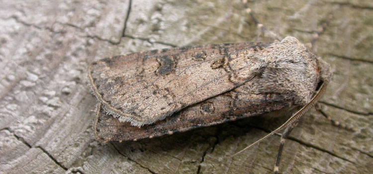 Cutworm - Image 2