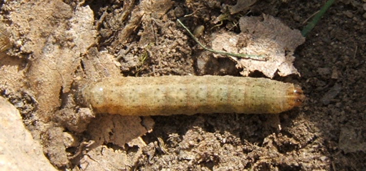 Cutworm - Image 3