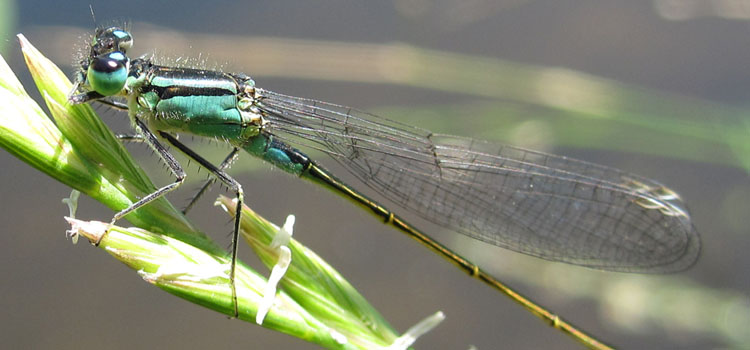 Damselfly - Image 1
