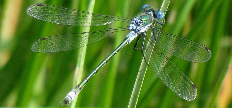 Damselfly - Image 2