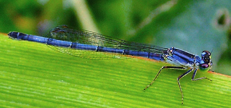 Damselfly - Image 3