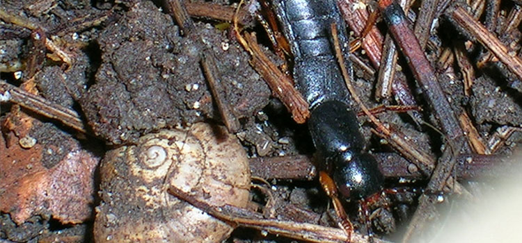 Devil's Coach Horse Beetle - Image 2