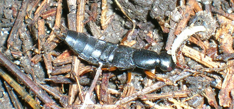 Devil's Coach Horse Beetle - Image 1