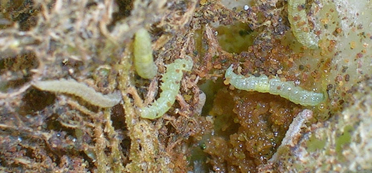 Diamondback Moth - Image 4