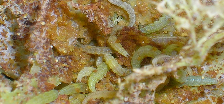 Diamondback Moth - Image 5