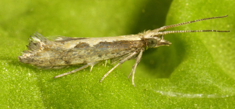 Diamondback Moth - Image 1