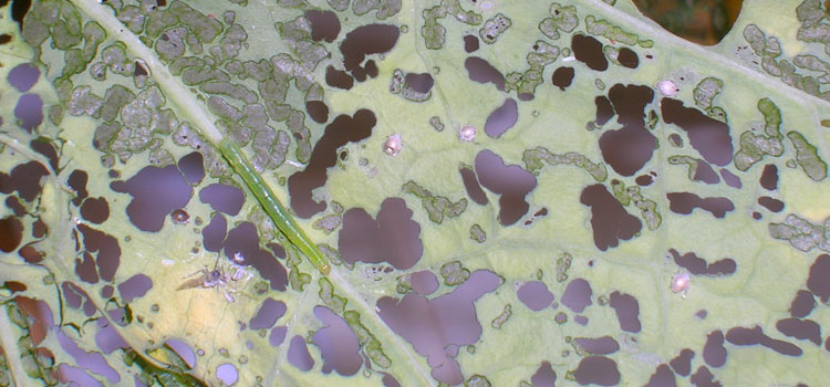 Diamondback Moth - Image 6