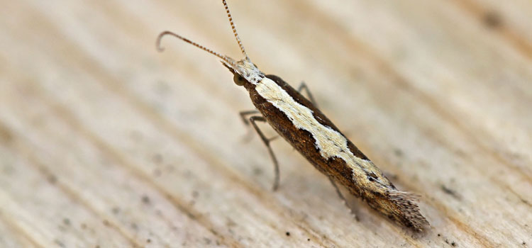 Diamondback Moth - Image 2