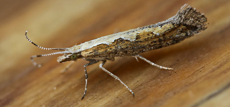 Diamondback Moth - Image 3