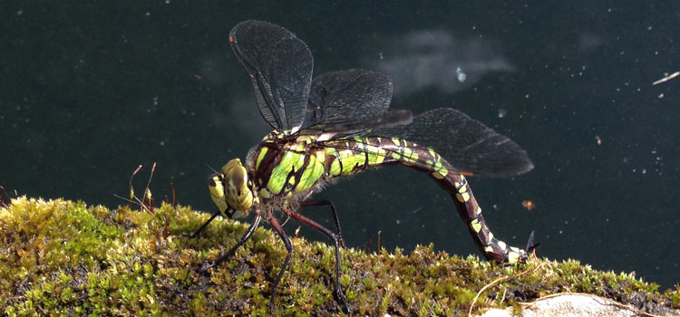 Dragonfly - Image 1