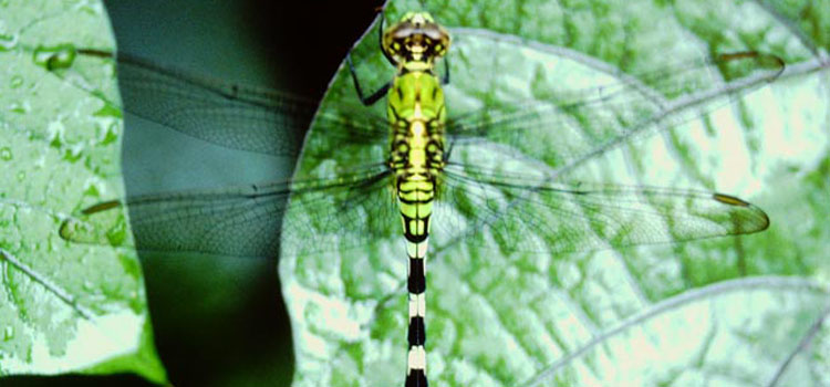 Dragonfly - Image 2