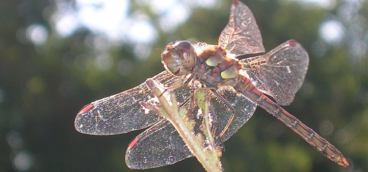 Dragonfly - Image 3