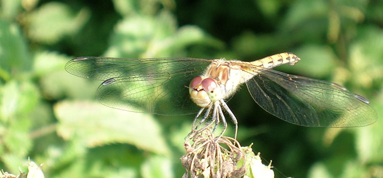 Dragonfly - Image 4