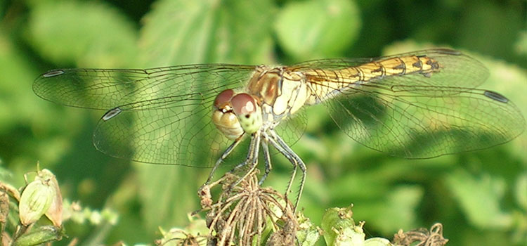 Dragonfly - Image 5
