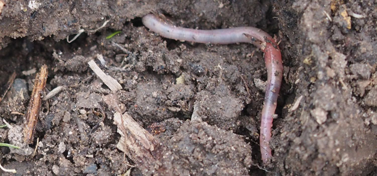 Earthworm - Image 2