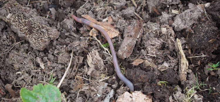 Earthworm - Image 1