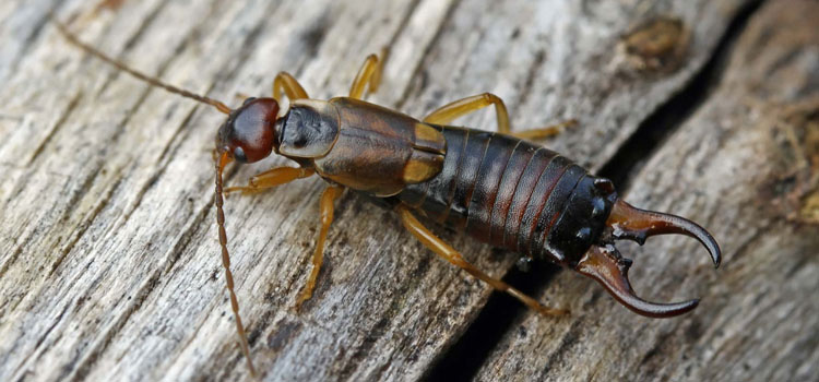 Earwig - Image 1
