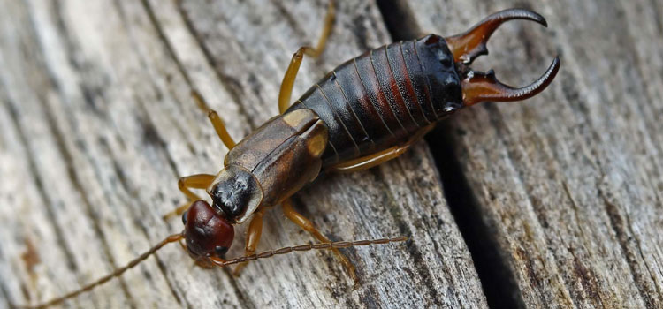 Earwig - Image 2