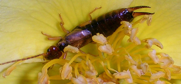 Earwig - Image 3