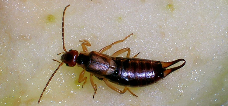 Earwig - Image 4