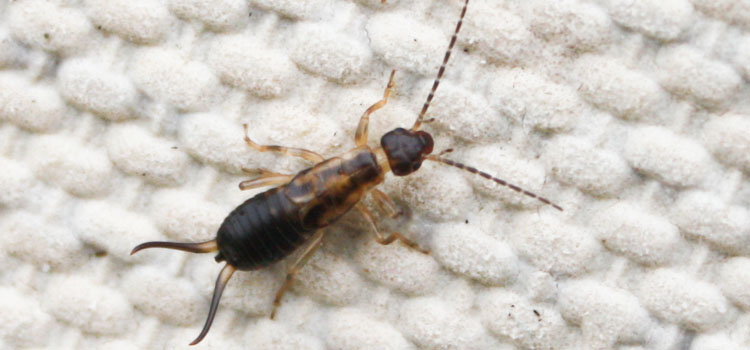 Earwig - Image 5